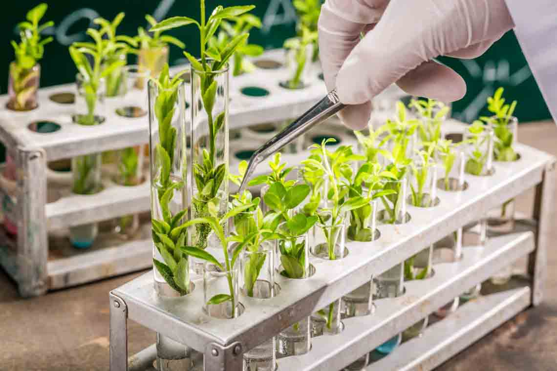 Molecular Markers in Plant Breeding