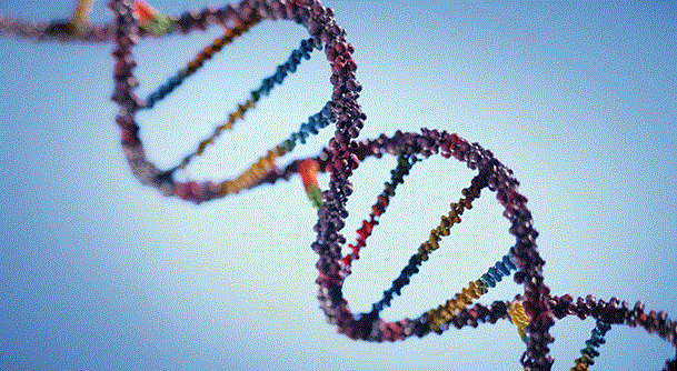 DNA, Chromosomes, and Genomes