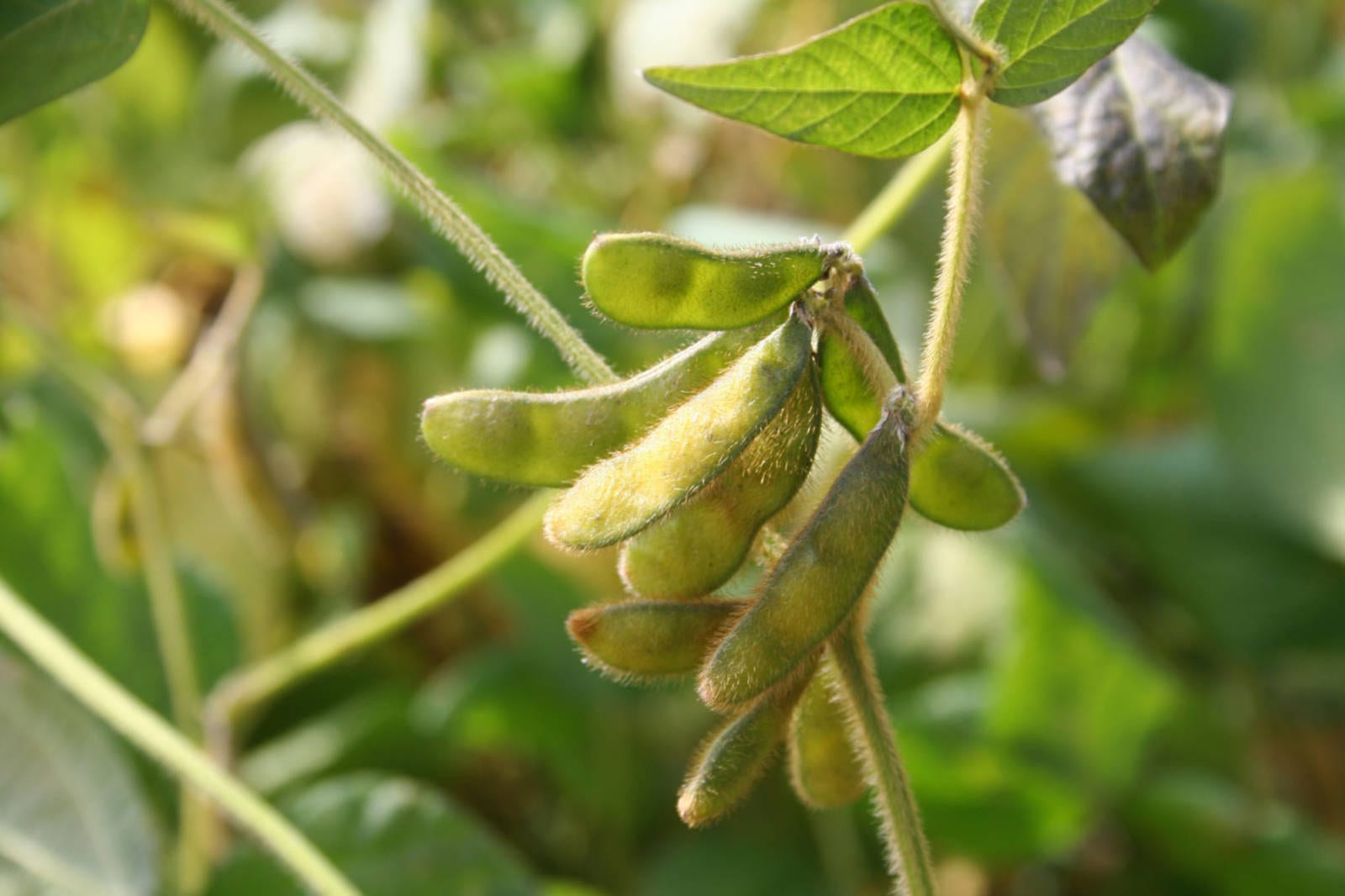Soybean Breeding for Abiotic Stress Tolerance