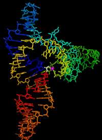 RNA as an Enzyme