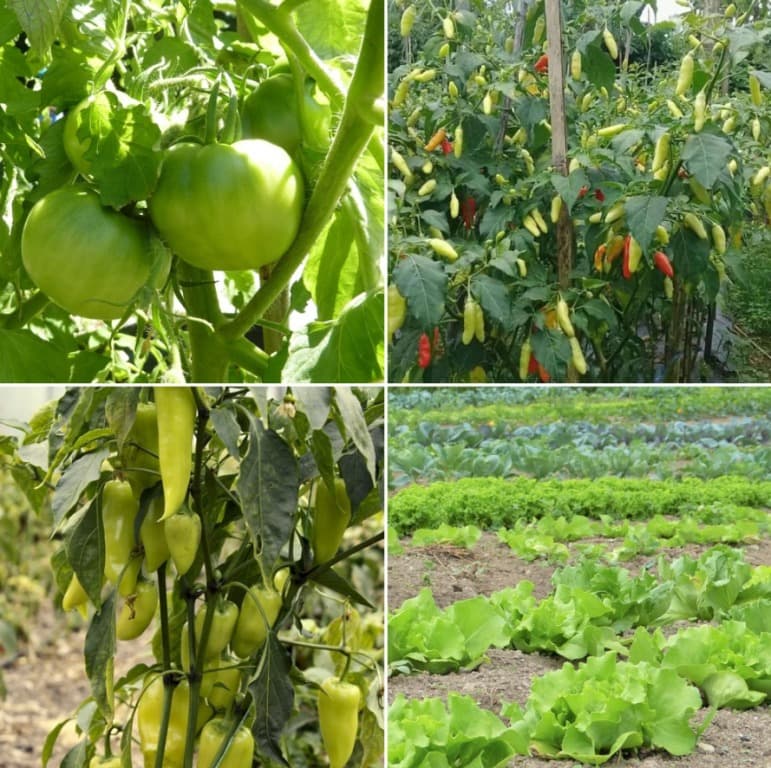 Fundamental of Vegetable Farming