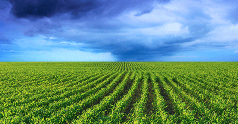 Essentials for Weather Forecasts for Agriculture