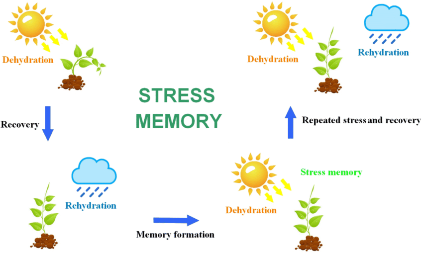 Abiotic Stress Memory In Crop Plants Towards Enhanced Adaptation