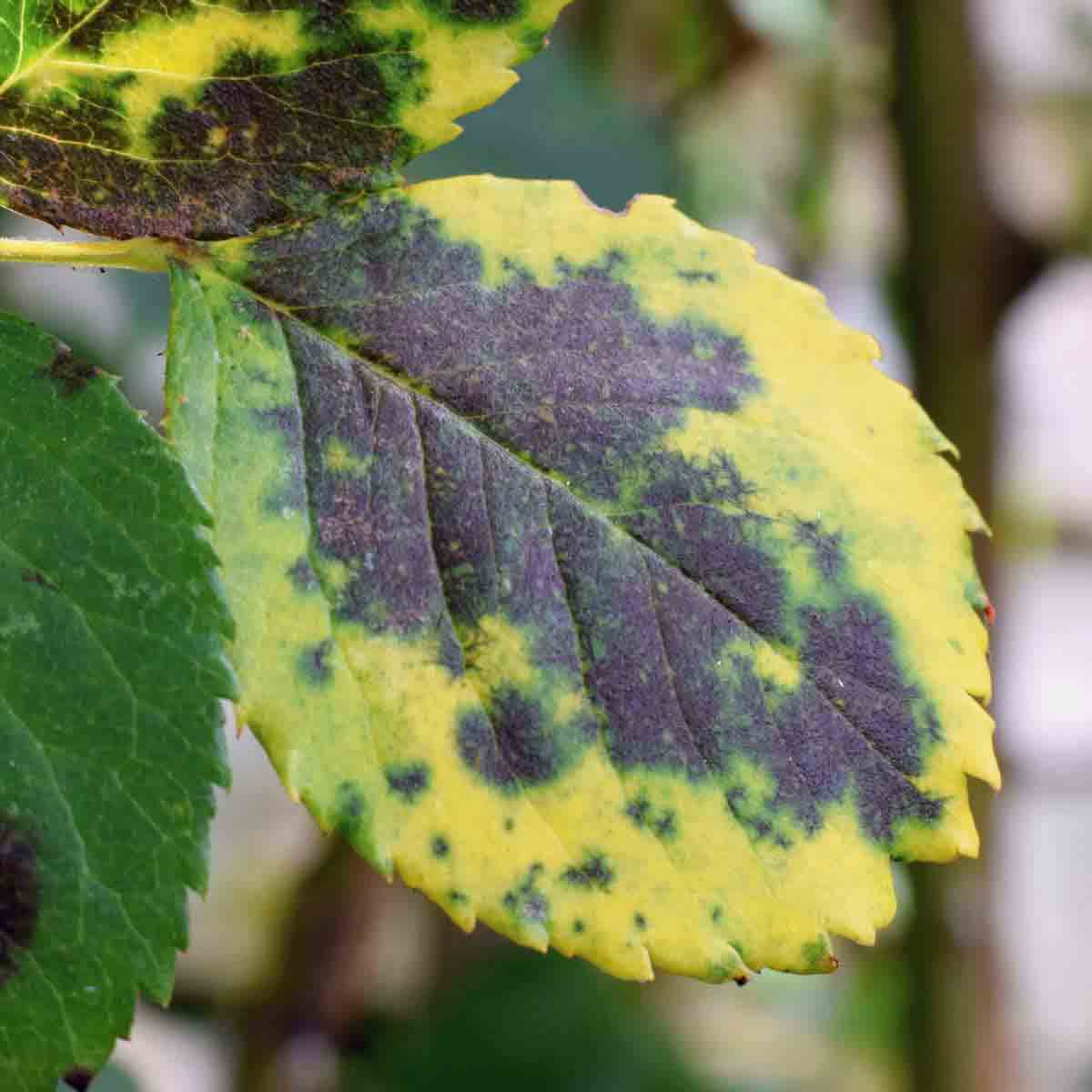 Causes of Plant Disease