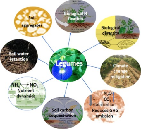 Climate Management and Legumes