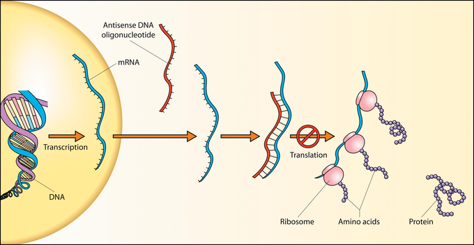 RNA in Regulation and Repression