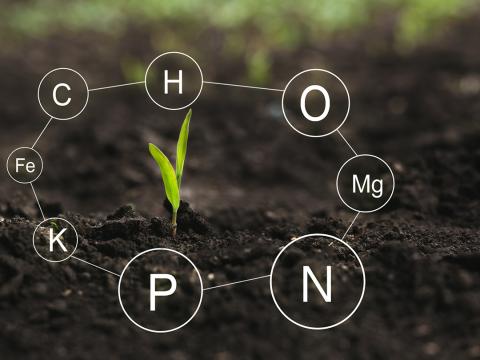 Nutrient Management and Environmental Quality