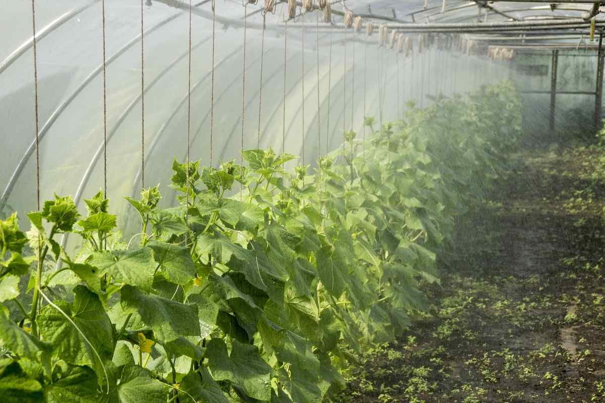 Protected Cultivation of Vegetables