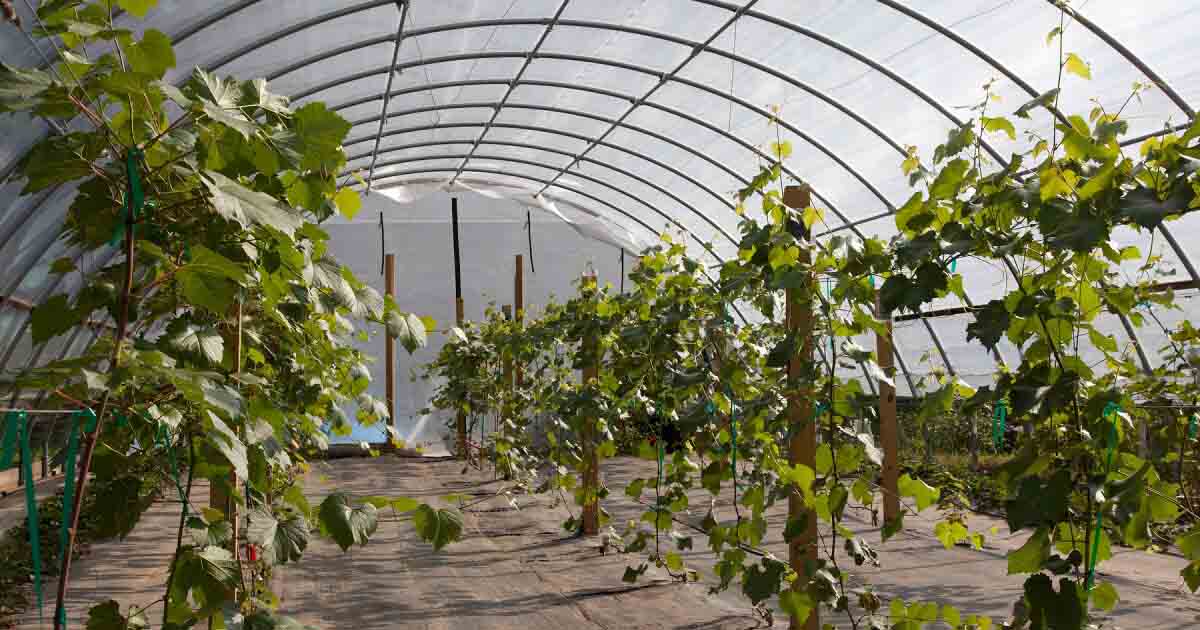 Greenhouses for Fruit Crop Production