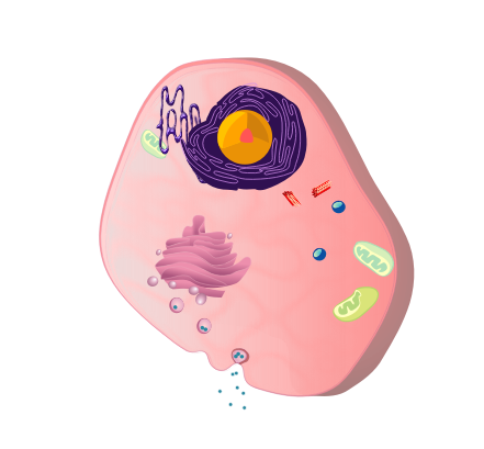 Membrane-bound Organelles