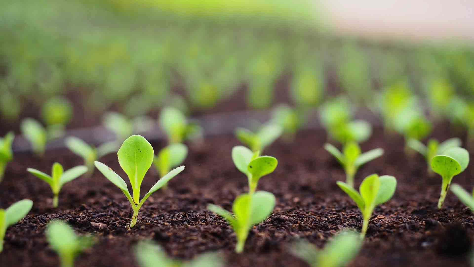 Sustaining Plant and Soil Productivity