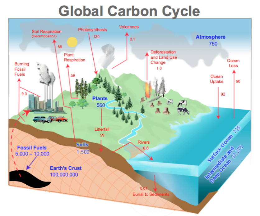 An Introduction to the Global Carbon Cycle