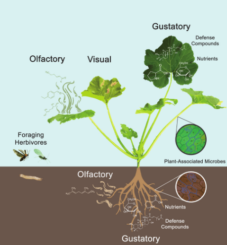 Role of Microbes in Plant-Insect Interactions