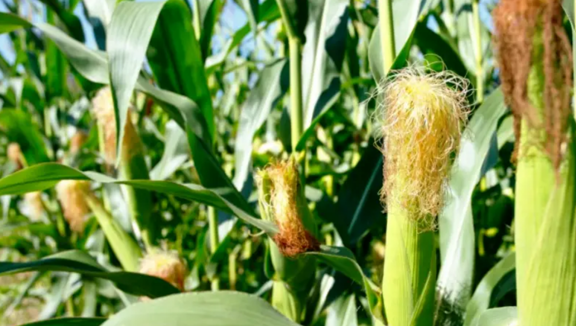 Growth and Development of Maize