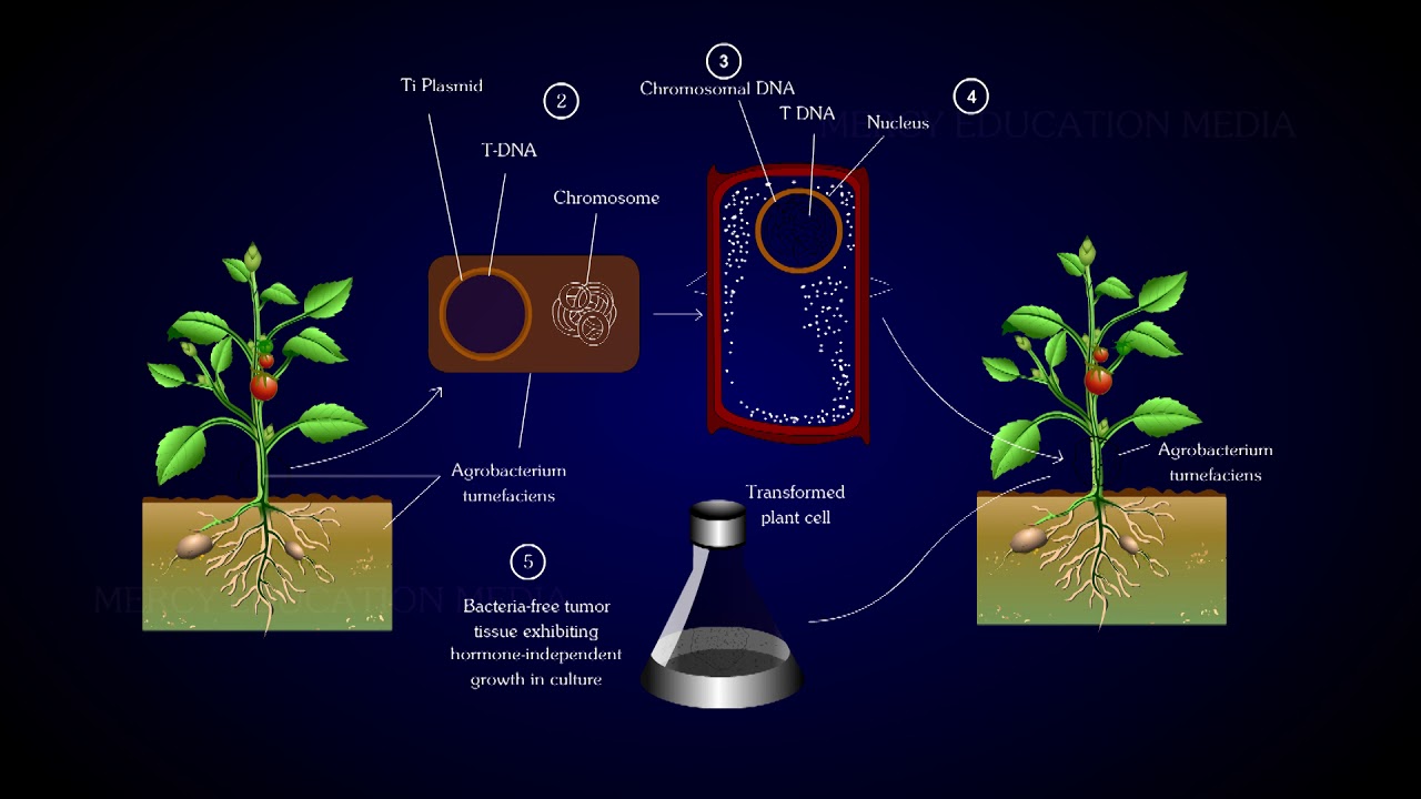 Gene Transfer in Plants