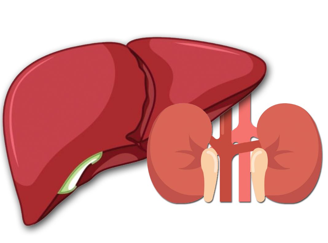 Liver and Kidney Diseases