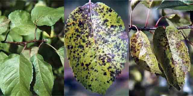 Introduction to Fungicides Toxicology