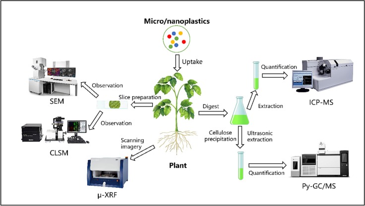 Uptake and Transport of Micro/nanoplastics in Terrestrial Plants