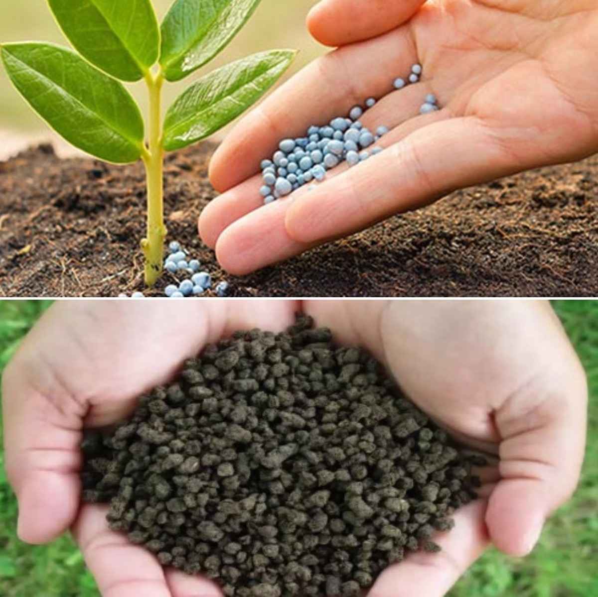 Introduction to Fertilizers