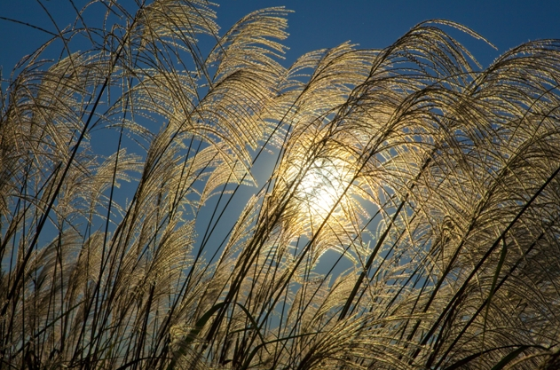 Photosynthesis: Harvesting Sunlight