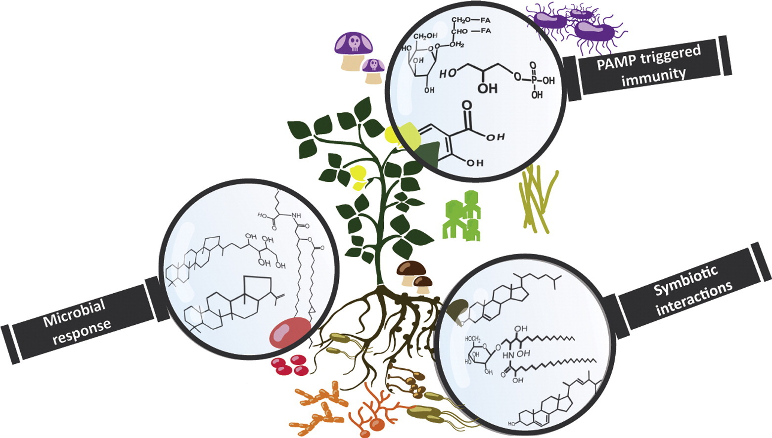 The Role of Lipids in Orchestrating Plant Defense Responses