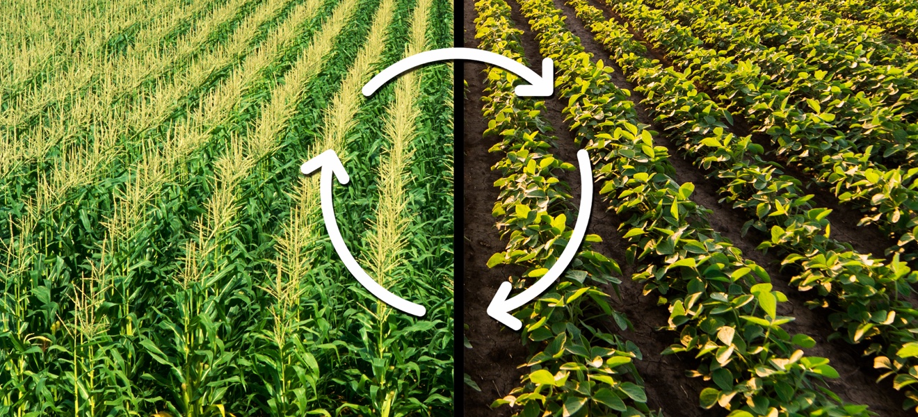 Sustainability in Cropping Systems
