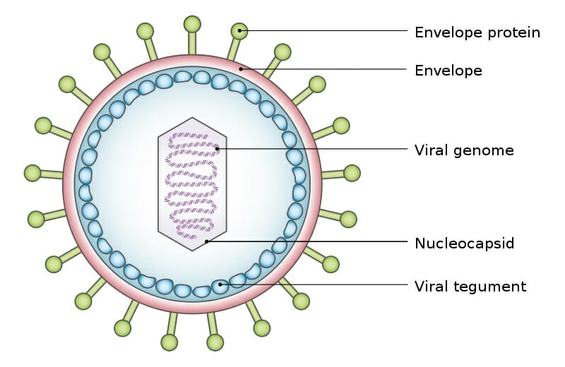 Virus Structure and Classification