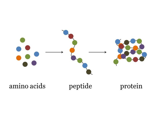 Amino Acids, Peptides, and Proteins