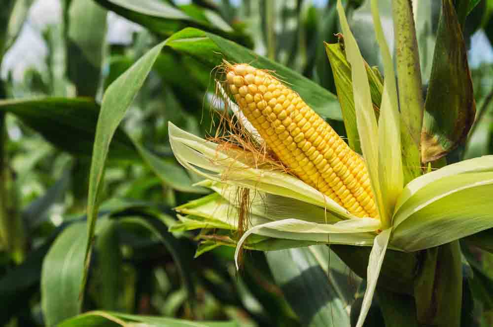Climate and Soil Requirement of Maize Farming