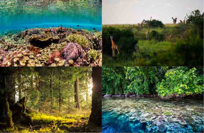 Biodiversity, Ecosystems, and Ecological Alteration