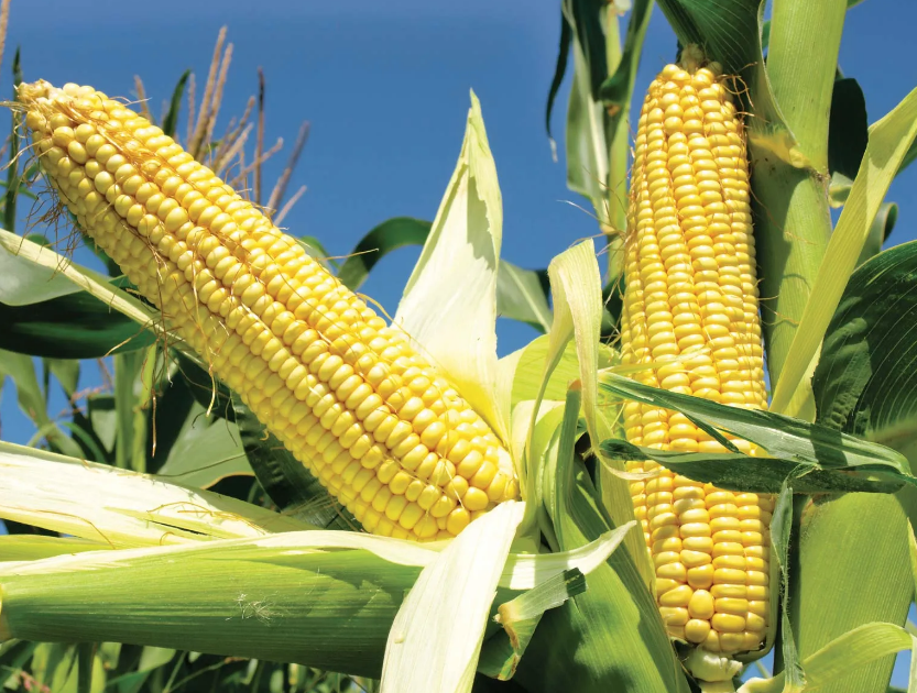 History and Origin of Maize